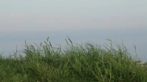 Green background Video stock 25496092