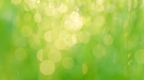 Green background Stock Footage 53763897