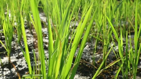 Green background Stock Footage 336510466