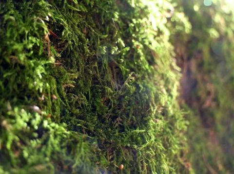 Green background of forest moss in defocus 写真素材