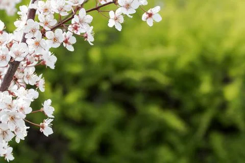 Green background in the frame of cherry blossoms Stock Photos