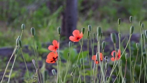 On a green background, gentle, spring wild flowers.Small, bright red flowers. Stock Footage 76640422