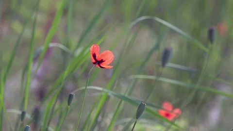 On a green background, gentle, spring wild flowers.Small, bright red flowers. Stock Footage 76640425