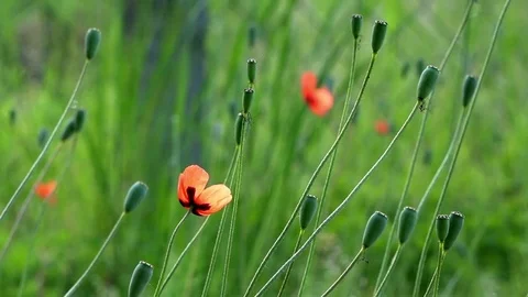 On a green background, gentle, spring wild flowers.Small, bright red flowers. Stock Footage 76640426