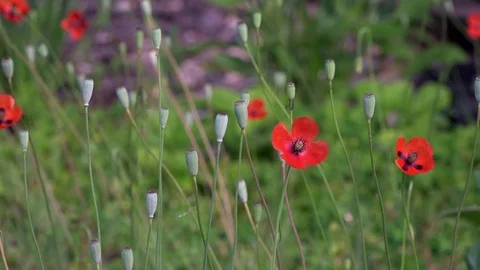 On a green background, gentle, spring wild flowers.Small, bright red flowers. Stock Footage 76640427