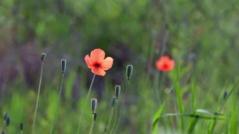 On a green background, gentle, spring wild flowers.Small, bright red flowers. Stock Footage 76640429