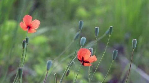 On a green background, gentle, spring wild flowers.Small, bright red flowers. Stock Footage 76640430