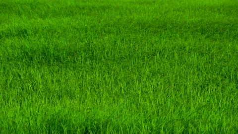 Green background of grass leaf in field on full flame photo pattern, fresh green Stock Footage 132348837