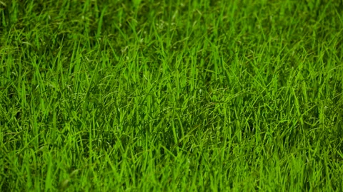 Green background of grass leaf in field on full flame photo pattern, fresh green Stock-Footage 132349525