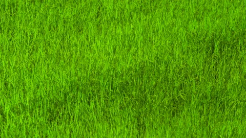 Green background of grass leaf in field on full flame photo pattern, fresh green Vídeos de archivo 132585057
