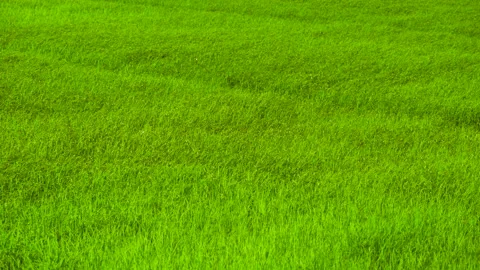 Green background of grass leaf in field on full flame photo pattern, fresh green Stock Footage 132585614