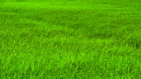 Green background of grass leaf in field on full flame photo pattern, fresh green Stock Footage 132591461