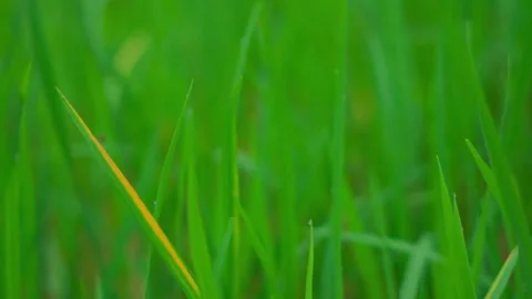 Green background of grass leaf in field on full flame pattern, fresh green plant Stock Footage 160620624