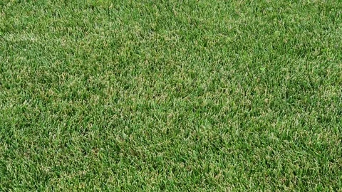 Green background of grass leaf in field on full flame photo pattern 스톡 동영상 163654532