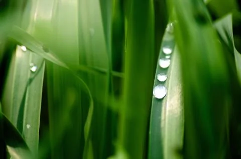 Green background with grass Stock Photos