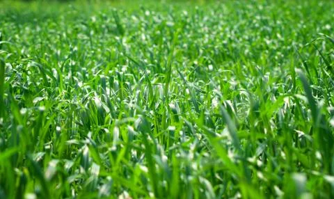 Green background with grass Stock Photos