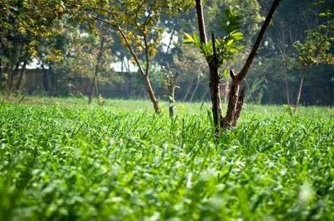 Green background with grass Stock Photos