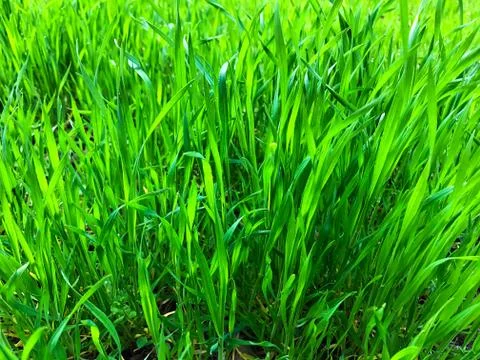 Green background - grass. Foto stock