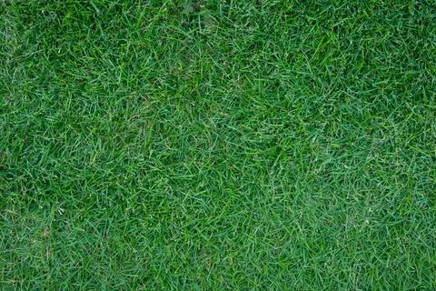 Green background of grass Stock Photos