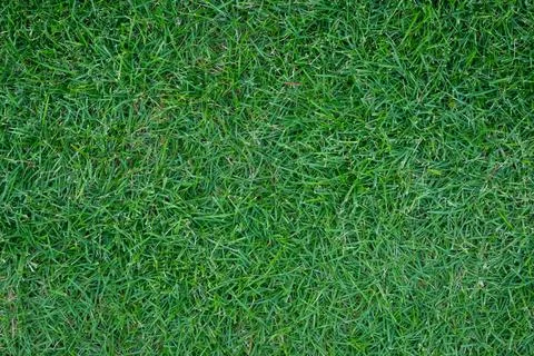 Green background of grass Stock Photos