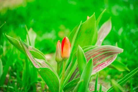 Green background with grass. Water drops on the green grass. Stock Photos