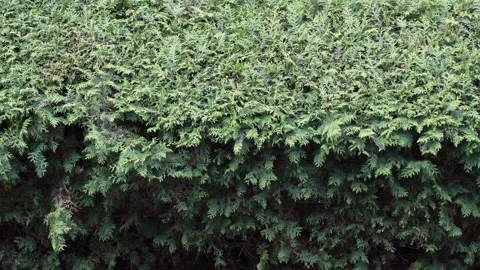 Green background, hedge from thuja, an evergreen coniferous plant Stock Footage 276438445