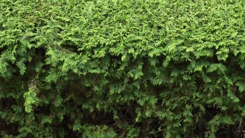 Green background, hedge from thuja, an evergreen coniferous plant Stock Footage 276438458