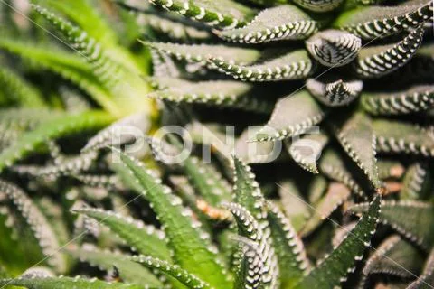 Green background, houseplant. Stock Photos