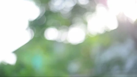 Green background image Blurred images of bokeh in the day with the wind blowing. Video stock 97074560