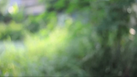 Green background image Blurred images of bokeh in the day with the wind blowing. Video stock 97074683