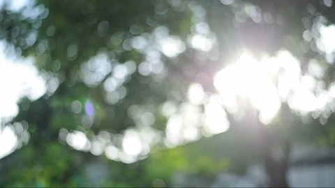 Green background image Blurred images of bokeh in the day with the wind blowing. Video stock 97075576