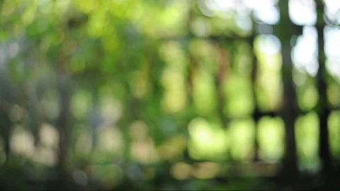 Green background image Blurred images of bokeh in the day with the wind blowing. Video stock 97076214