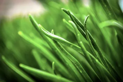 Green background image of nature Foto stock