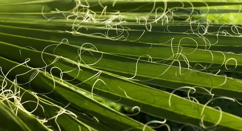 Green Background with a large image of a palm leaf.wallpaper on the desktop. Stock Photos