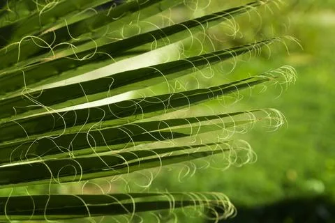 Green Background with a large image of a palm leaf.wallpaper on the desktop. Stock Photos