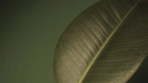 Green background with a large leaf.  Stock Footage 242755953