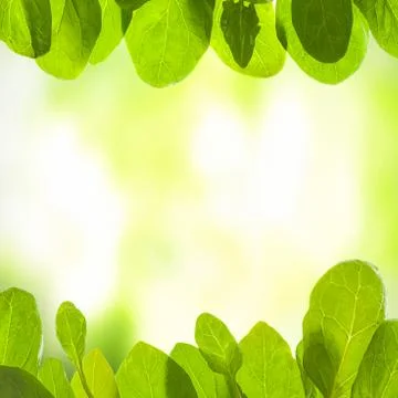 Green background with leafs Stock Photos