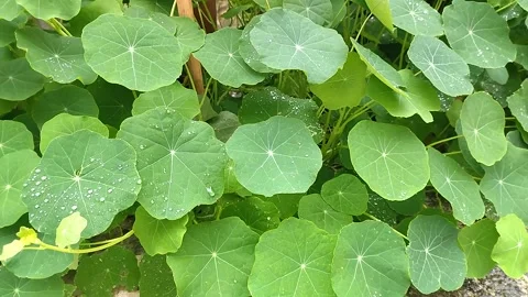 Green background of leaves changing under the influence of light Stock Footage 306569494
