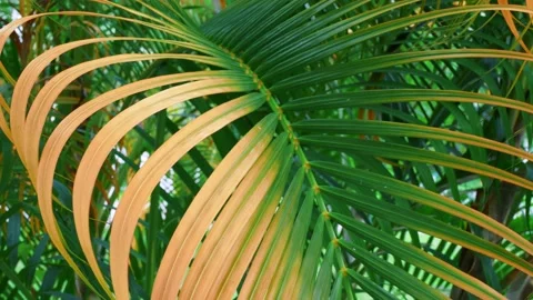 Green background, leaves of a young palm tree close-up view. Branches Moving in Video stock 220187360