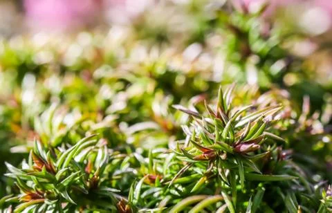 Green background of long spreading stems, foliage and buds of Creeping Phlox  Stock Photos