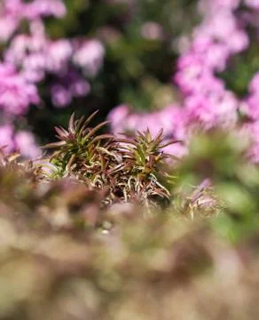Green background of long spreading stems, foliage and buds of Creeping Phlox  Stock Photos