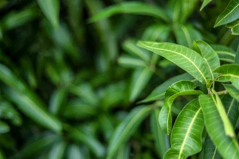 Green background of mango leaf. Stock Photos