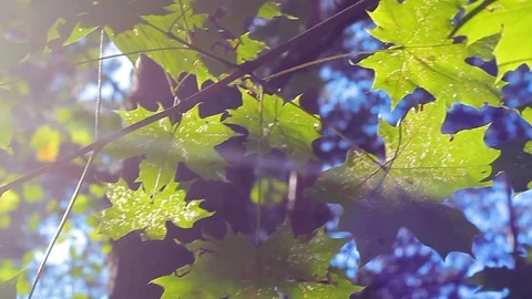 Green background with maple leaves. The sun's rays shine on the leaves of the Stock Footage 115118129