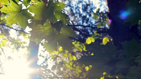 Green background with maple leaves. The sun's rays shine on the leaves of the Stock Footage 115118143