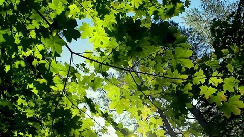 Green background with maple leaves. The sun's rays shine on the leaves of the Stock Footage 115118160