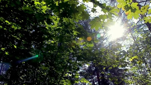 Green background with maple leaves. The sun's rays shine on the leaves of the Stock Footage 115118183