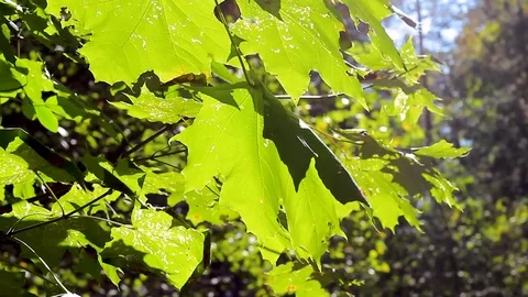 Green background with maple leaves. The sun's rays shine on the leaves of the Stock Footage 115118204