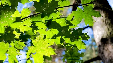 Green background with maple leaves. The sun's rays shine on the leaves of the Stock Footage 115118226