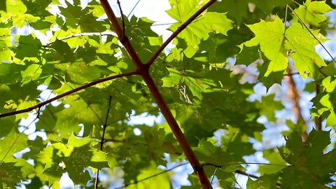 Green background with maple leaves. The sun's rays shine on the leaves of the Stock Footage 115118248