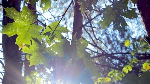 Green background with maple leaves. The sun's rays shine on the leaves of the Stock Footage 115118272